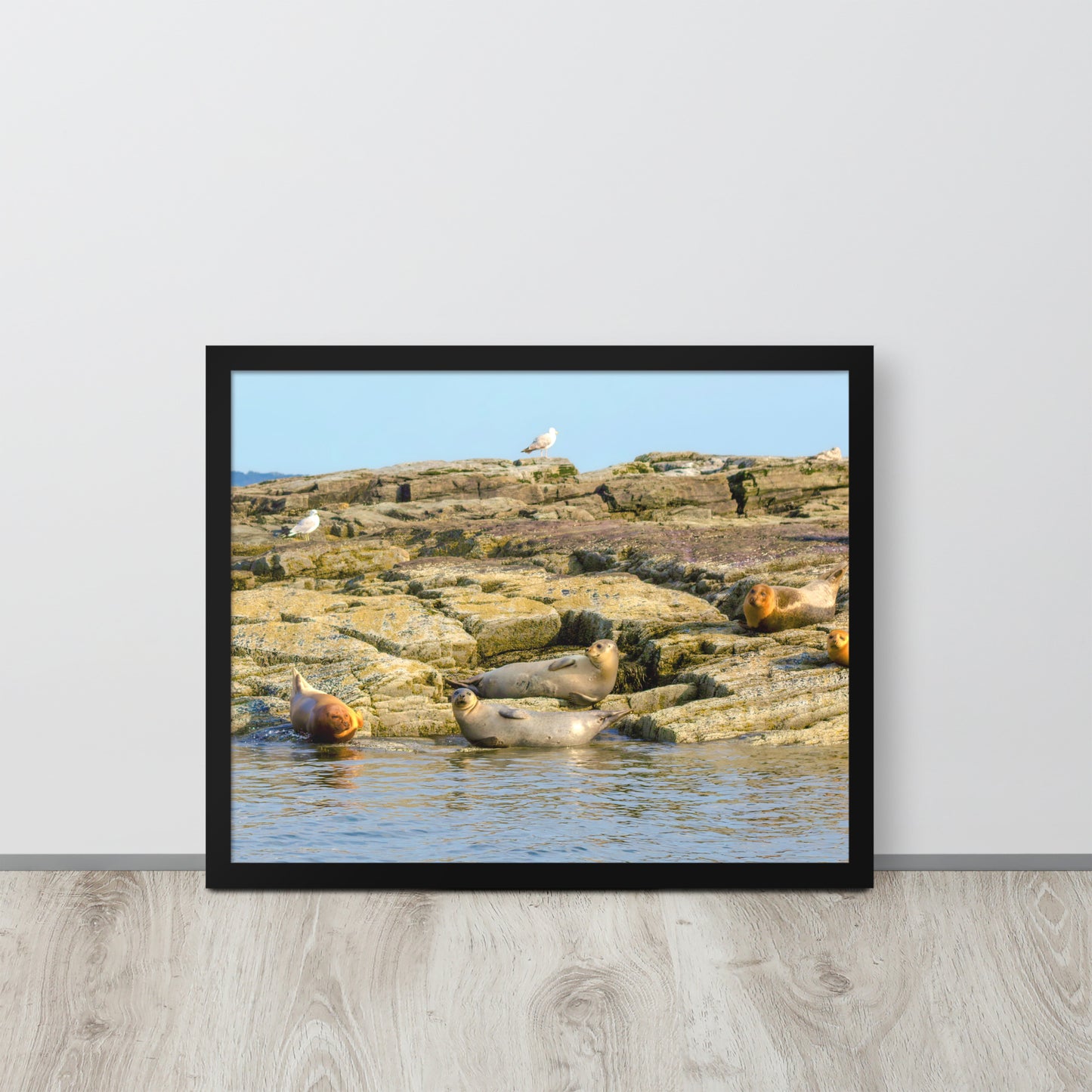 Harbor Seals in Casco Bay Photo Print