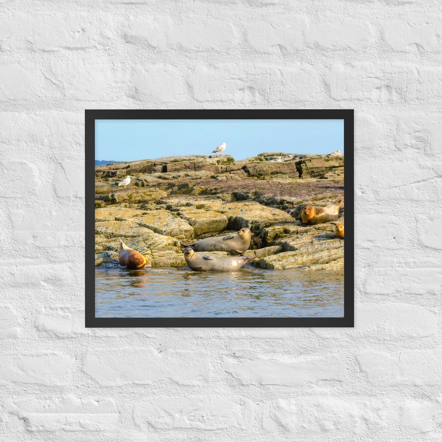 Harbor Seals in Casco Bay Photo Print