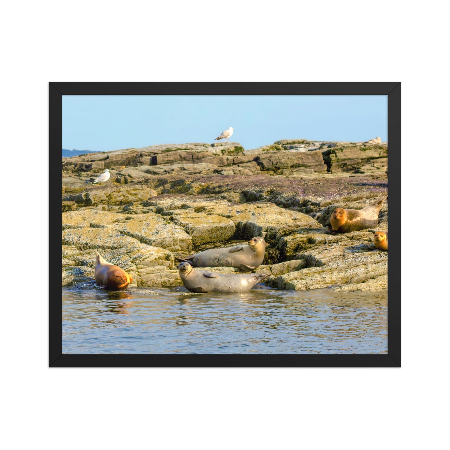 Harbor Seals in Casco Bay Photo Print